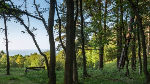 Spring at West Runton, looking through trees towards the sea